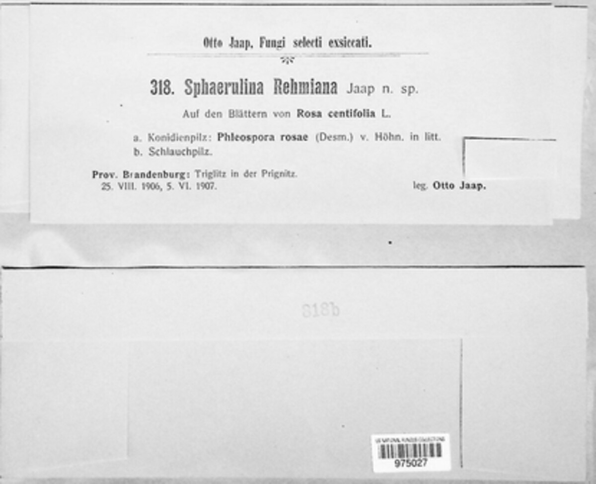 Sphaerulina rehmiana image